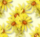 Flowers - Background
