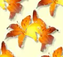 Flowers - Background
