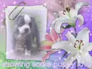 showing some puppy love 