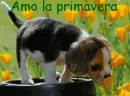 Amo la primavera
