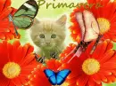  Gato, casando mariposas