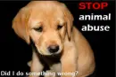 stop animal abuse