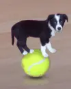Balancing Act