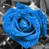 Blue Rose