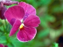 A Beautiful Flower!