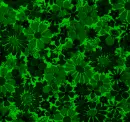 Drunk Green Floral 