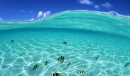 Under The Sea