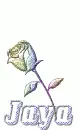 Jaya