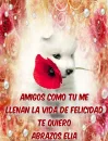 puppy with red rosa- abrazos elia