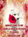 puppy with red rose- abrazos jose
