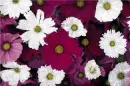 Flowers - Background