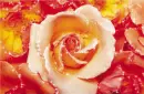 Flowers - Background