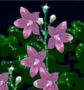 Flowers - Background