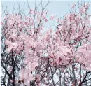 Flowers - Background