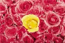 Flowers - Background