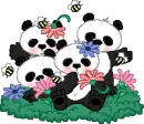 panda bears