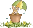 funny bunny