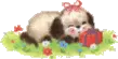 puppy