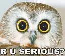 Surprised Owl