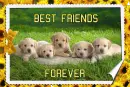 BEST FRIENDS FOREVER