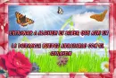 butterfly, flowers