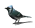 Wren