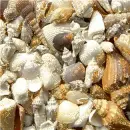 Sea shells - background