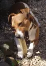 Dog chewing bone