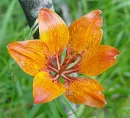 flower in grass
