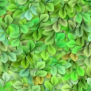 Greens