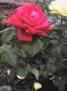 flower slideshow