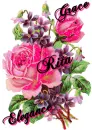 Pink Rose ~ Rita