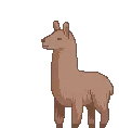 ANGRY llama