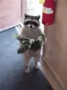 Anyone lose a cat?