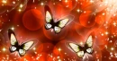red butterfly 