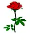 Red Rose