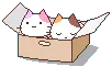 Kittens in box