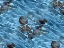 Shells under water