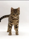 Warrior cats