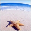 starfish