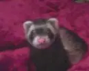Ferret sittin' pretty