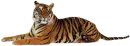 Tiger colorful changes
