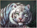 white tiger's eyes winking