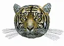 tiger tell you no.