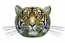 Tiger tell you yes