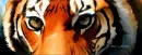 Tiger;s eyes