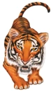 Tiger playful