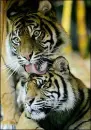 Tiger licking on another Tiger