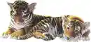 Baby Tiger sleepy and one tiger laying look at you