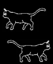 Cats running bg